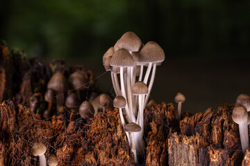 Cluster of delicate mushrooms growing on a decaying log in a forest with soft natural light and bokeh background.