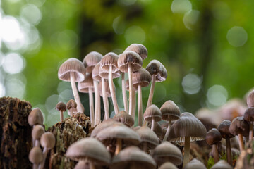Cluster of delicate mushrooms growing on a decaying log in a forest with soft natural light and bokeh background.