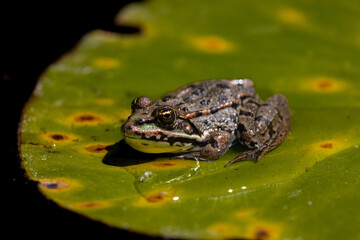 Cluster of delicate mushrooms growing on a decaying log in a forest with soft natural light and bokeh background.