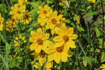 Bidens aristosa flowers in the meadow in Florida nature, closeup