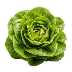 Fototapeta premium Fresh green lettuce isolated on transparent background