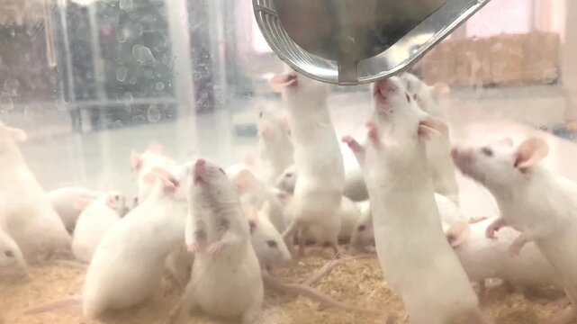 Group of white laboratory mice reaching up in a cage