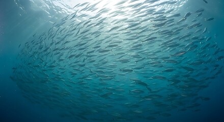 Large School of Fish Swimming Together Underwater in Blue Ocean Water with Sun Rays Keywords: fish, school, underwater, ocean, sea, water, marine