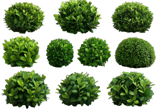 Various green spherical bush plants for landscaping design
