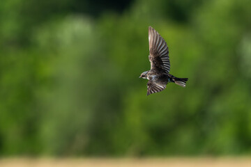 Closeup of a tree swallow in flight.