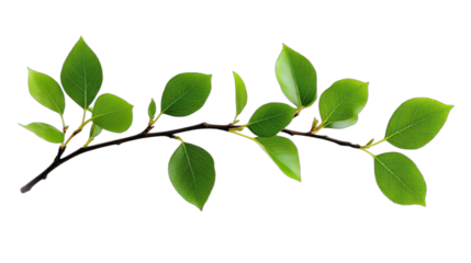 A fresh green branch with multiple leaves showing natural beauty