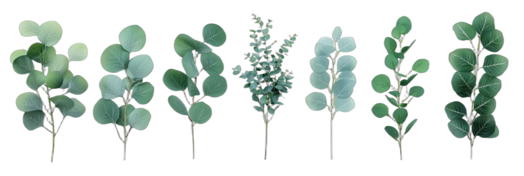 Collection of various eucalyptus branches for floral arrangements