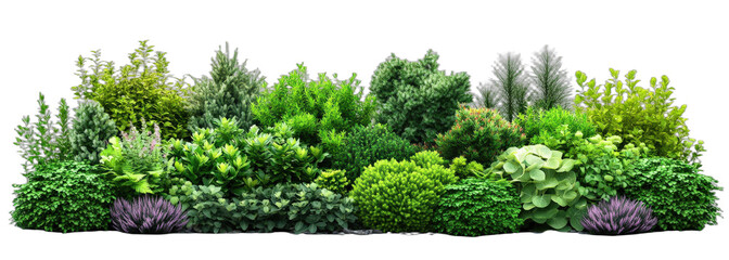 Fototapeta premium A variety of lush green plants and shrubs in a natural setting