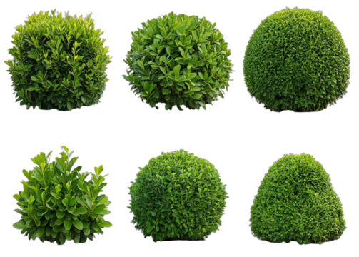 Set of various green round shaped bushes for garden decoration