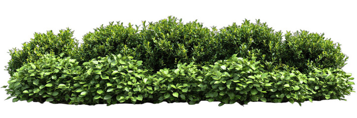 Fototapeta premium Dense green bushes forming a natural and lush hedge