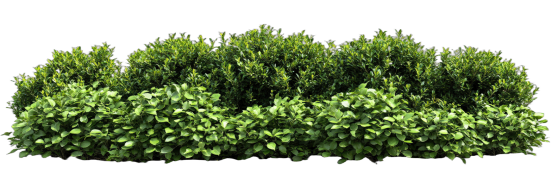 Dense green bushes forming a natural and lush hedge
