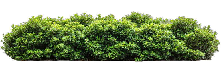 Obraz premium Green dense bush with lush foliage in natural setting