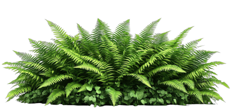 Lush green fern plants with vibrant foliage in a natural setting