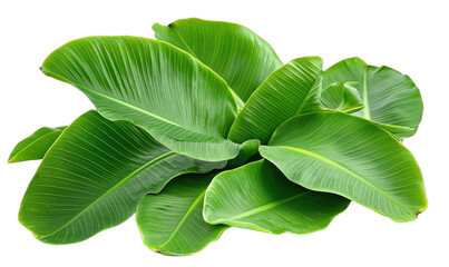 Obraz premium Large green banana plant leaves with distinct veins and vibrant color