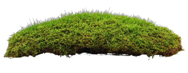Green lush moss forming a curved natural landscape element