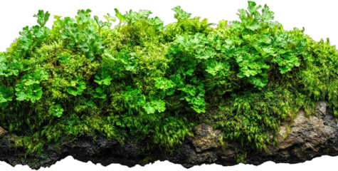 Lush green moss covering a rock surface in a natural setting