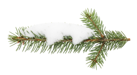  Evergreen spruce branch with white snow on a transparent background PNG image