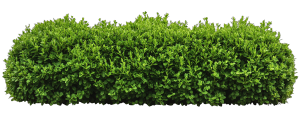 Green bush with dense foliage for garden landscaping