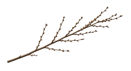 Deciduous tree branch with new leaf buds in early spring on a transparent background PNG image