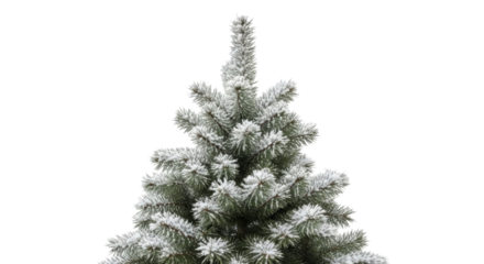 Frosted pine tree top covered in white snow on a transparent background PNG image for winter holidays