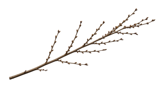 Deciduous tree branch with new leaf buds in early spring on a transparent background PNG image