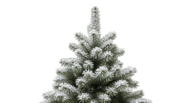 Frosted pine tree top covered in white snow on a transparent background PNG image for winter holidays