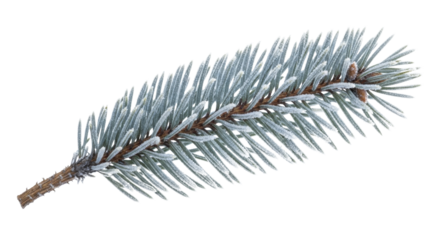 Frosted spruce branch with ice crystals on a transparent background, PNG image, winter season nature