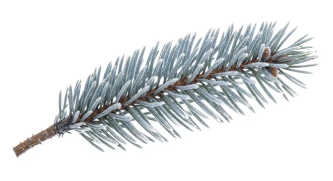 Frosted spruce branch with ice crystals on a transparent background, PNG image, winter season nature