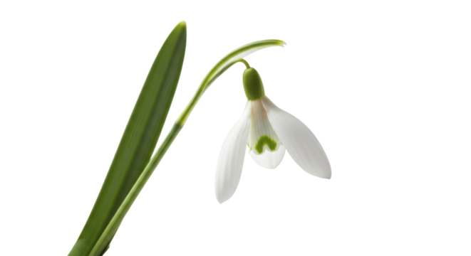 Single white snowdrop flower with green stem and leaves on a transparent background PNG image