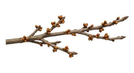  Bare tree branch with small brown winter buds on a transparent background, PNG file for seasonal projects