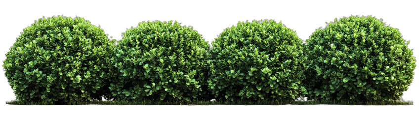 Obraz premium Four neatly trimmed green bush balls in a row