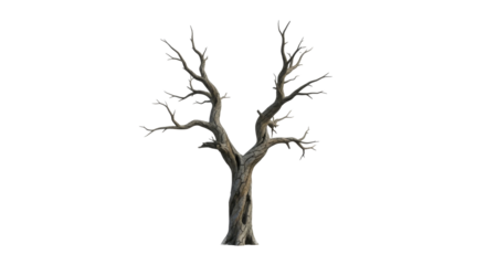  Bare withered gnarled tree branches on a transparent background PNG image PNG file