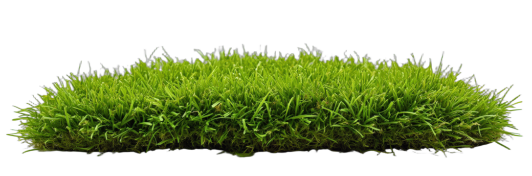 Green lush grass providing a natural and fresh landscape