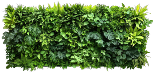 Vibrant and Diverse Greenery Wall with Various Plant Species