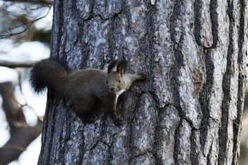 木の途中で様子をうかがうエゾリス