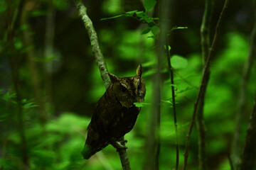 初夏の暗い森のオオコノハズク