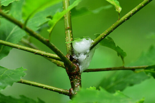 アワフキムシの巣