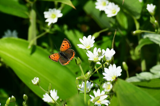 コハコベにベニシジミ