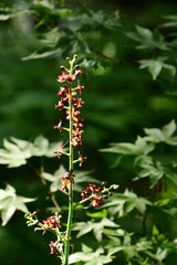 シュロソウの花