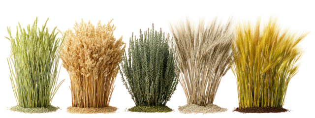 Five bunches of dried wheat stalks in various colors isolated on transparent background