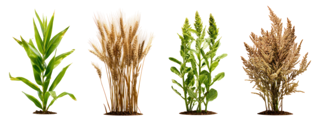 Four different types of grain stalks isolated on transparent background