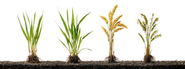 Four stages of rice plant growth isolated on transparent background