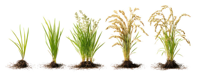 Naklejka premium Five stages of rice plant growth isolated on transparent background