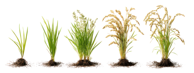 Five stages of rice plant growth isolated on transparent background