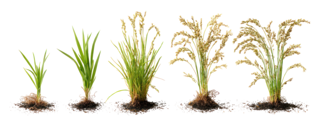 Five stages of rice plant growth isolated on transparent background