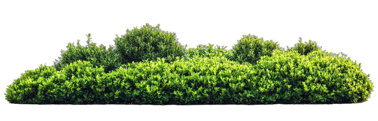 Obraz premium Green lush bush with dense foliage in outdoor setting
