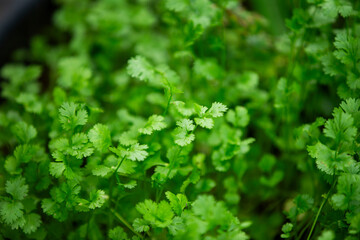 Fresh coriander seedlings growing in the soil. Selective focus.