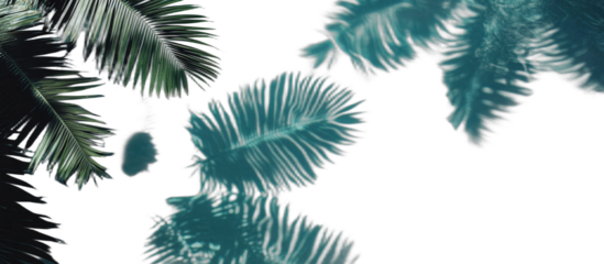 Tropical palm leaves with soft green shades and natural light