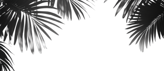 Black and white palm leaves creating a natural and serene scene
