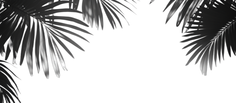Black and white palm leaves creating a natural and serene scene